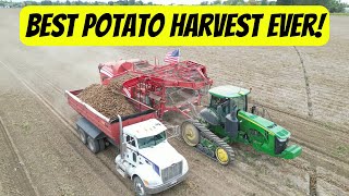 : Best potato harvest ever! 2023 || How potato harvest works