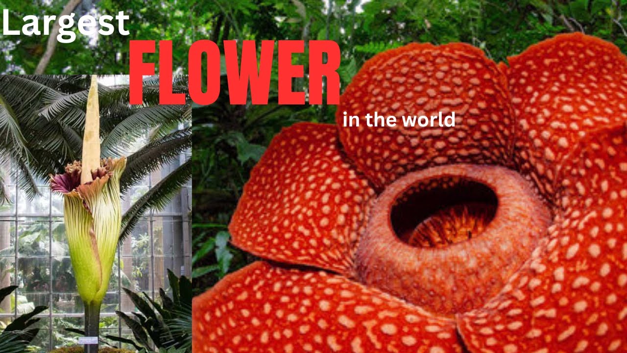 Largest FLOWER in the world!! YouTube