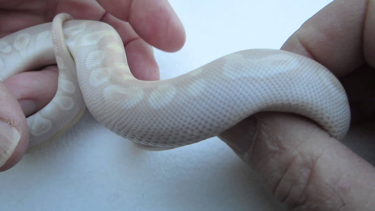 rat snakes in alabama 2014 Crystals With Unique Floating Pattern Or Cheerios