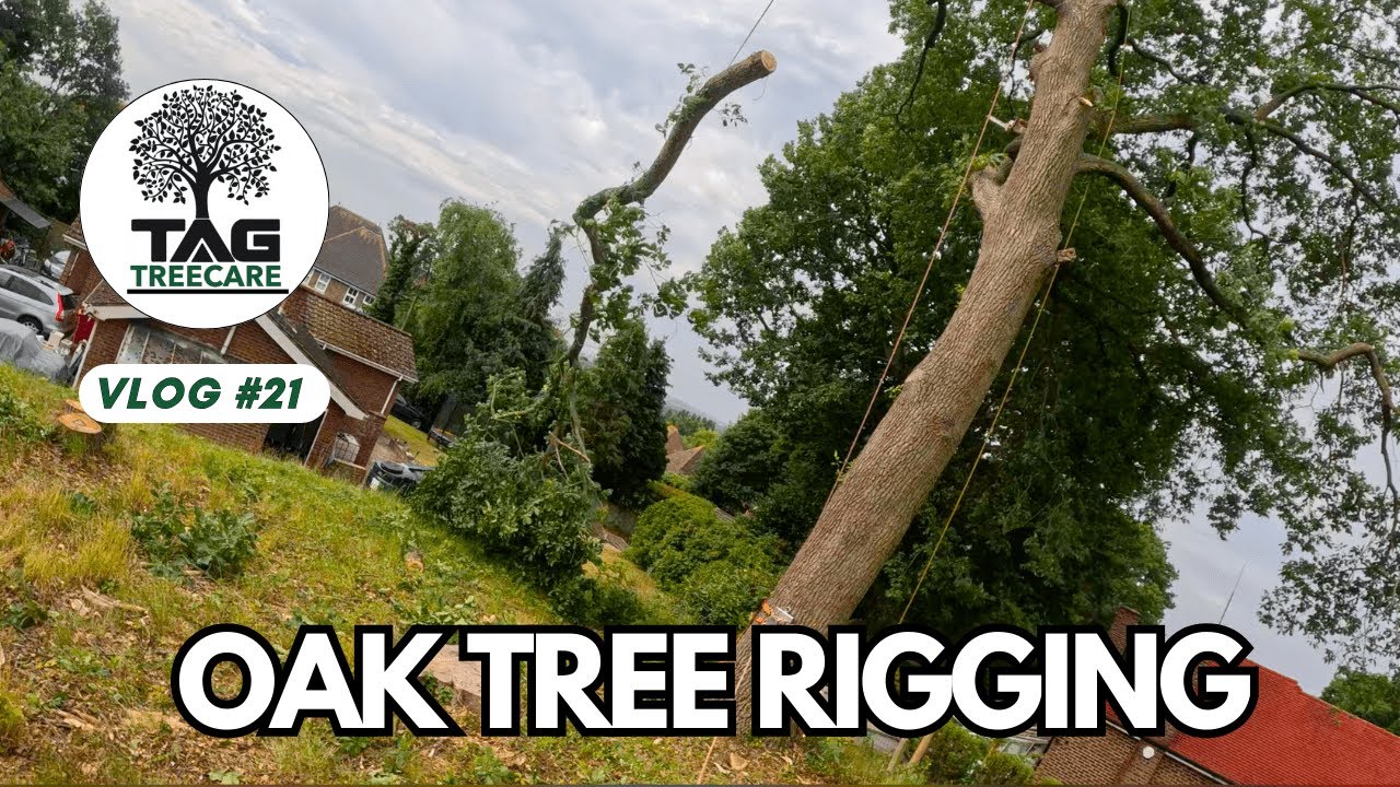 Rigging Down an Oak Tree 🌳🪢 | TAG Tree Care 🌳