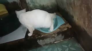 Download Lagu kucing pintar b a b di toilet Download Lagu kucing pintar b a b di toilet