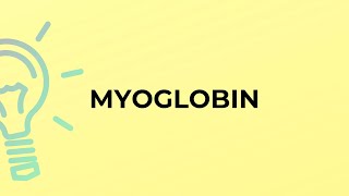 What is the meaning of the word MYOGLOBIN