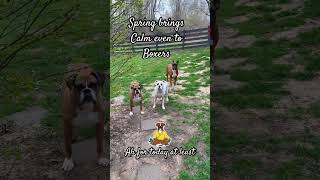 Rare! 3 Boxers awake but calm! Spring is bringing the Zen out of these Boxers.