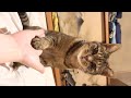 世界平和のためにゃー