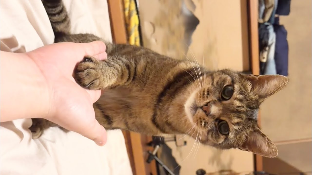 世界平和のためにゃー