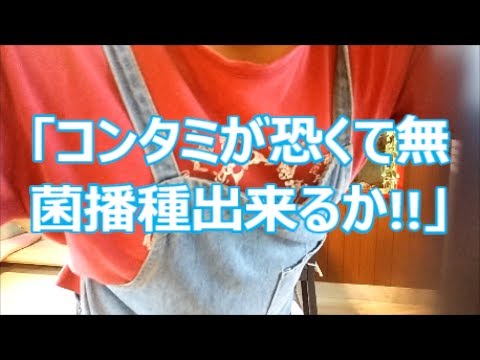 寒天培養
