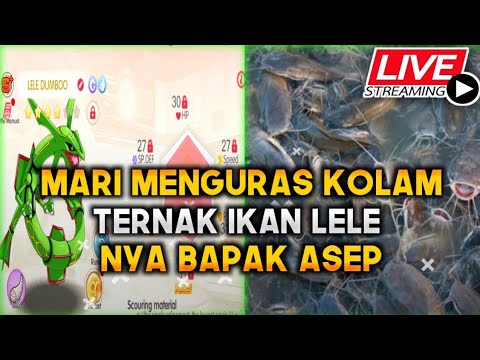 \ud83d\udd25[LIVE] Panen IKAN LELE nya BAPAK ASEP - Pocket Incoming - YouTube