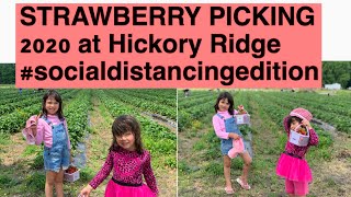 Hickory Ridge Farm Strawberry Pickingsummer 2020