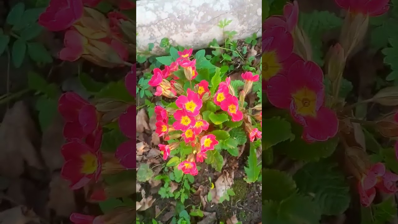 Люблю цветы в начале мая #shorts_video #flowers