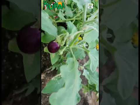 Growing Vegetables And Flowers In Dubai UAE Flooding Gardening At Home البستنة في الشرق الأوسط