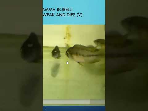 Sick Dwarf Cichlid Apistogramma. See link complete video. #fishdisease #apistogramma #Cichlid