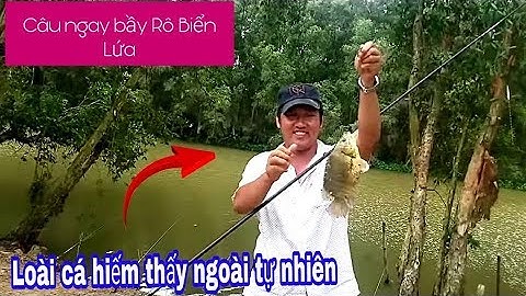 CÂU CÁ RÔ BIỂN, LOÀI CÁ HIẾM THẤY NGOÀI TỰ NHIÊN// Fishing in the river