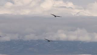 Will Cookson - Like Flying