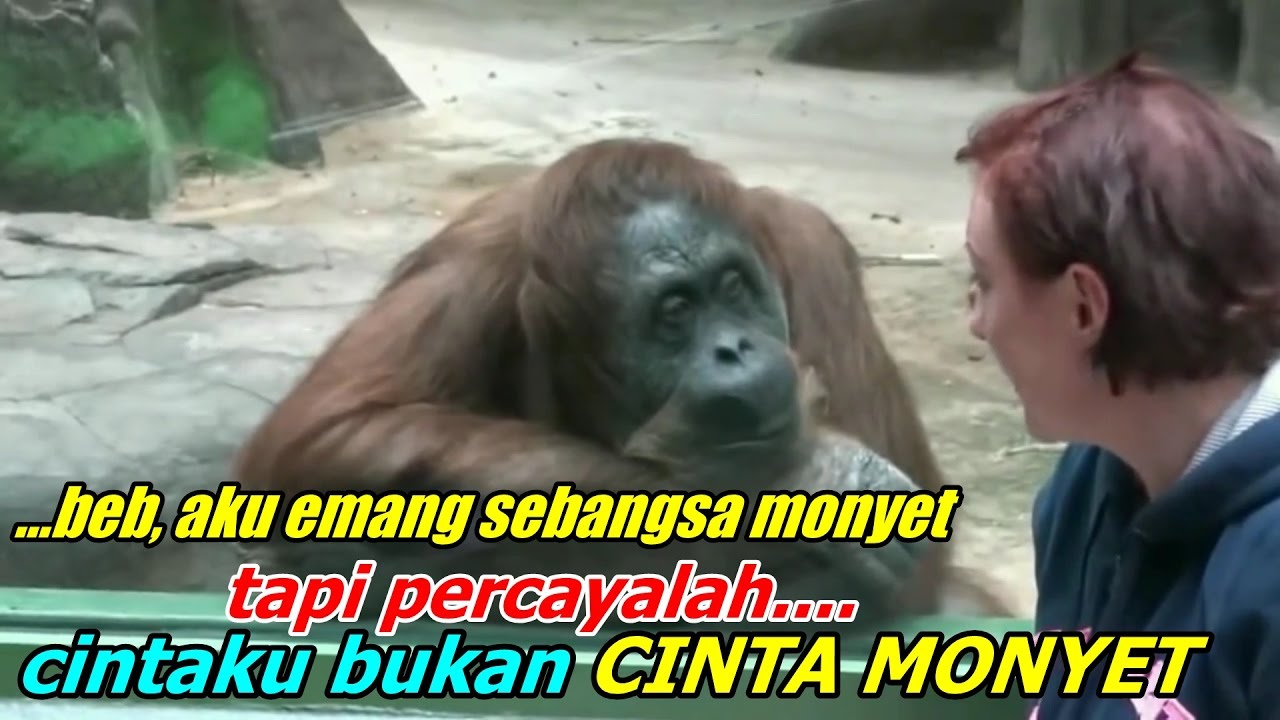 Video Monyet Lucu Bikin Ketawa Ngakak Abis YouTube