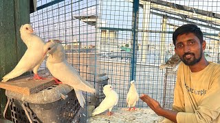 Finally White Mukhi Kabootar Ka Joda Le Liya 🤩 || Beautiful White Mukhi Pigeon 