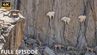 Clever predators on the cliffs | Mountain goats and wolves | FULL FILE | Wildlife documentary
