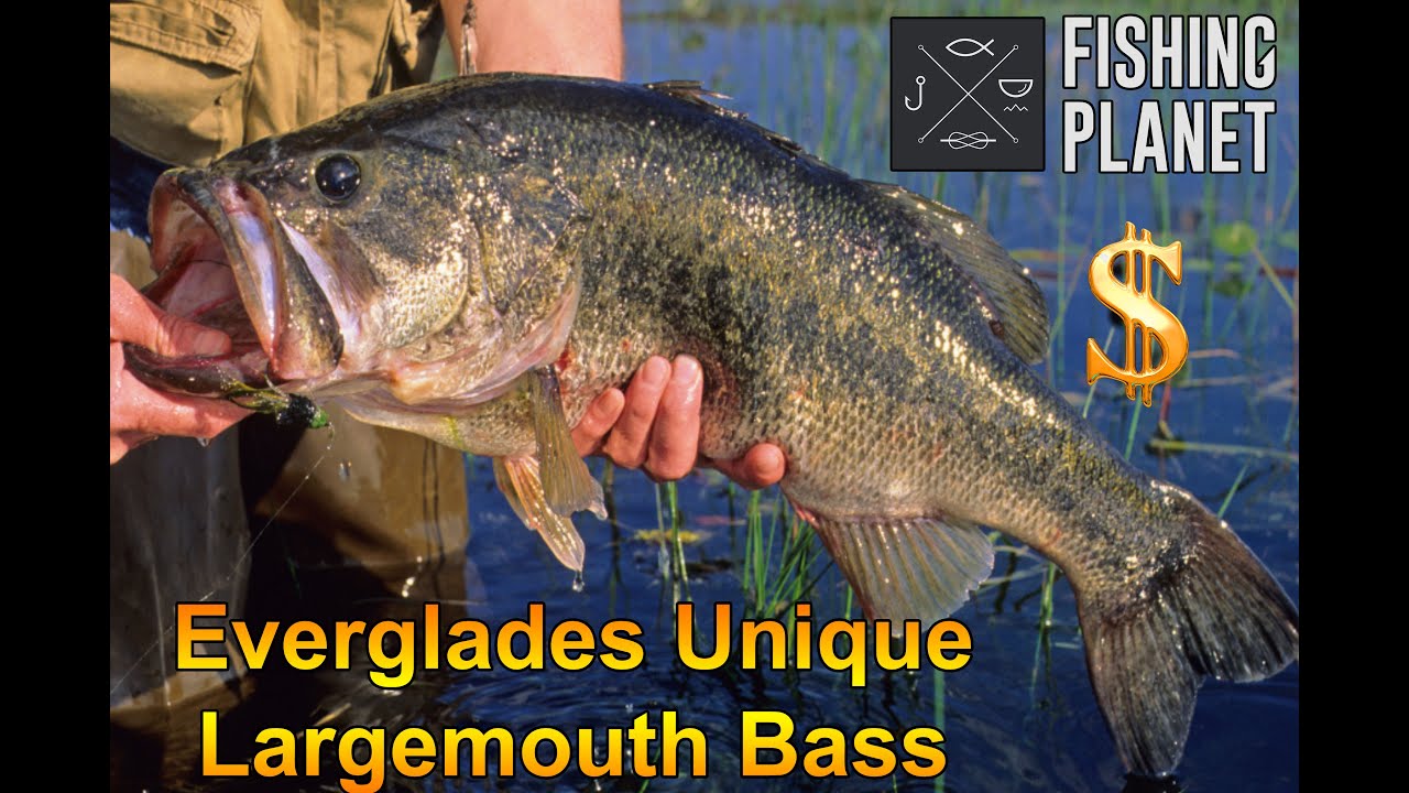 Fishing Planet, Florida Everglades unique Largemouth Bass
