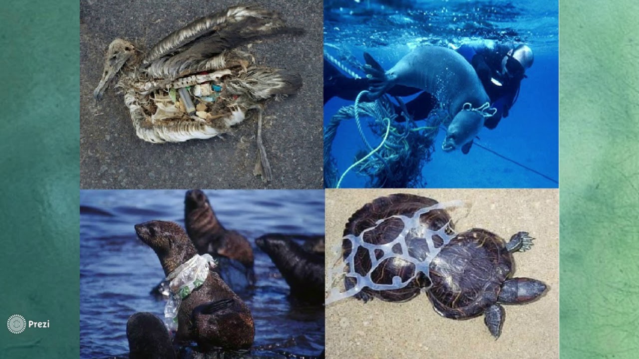 The Causes and Impacts of Plastics Within Perth's Marine Environment