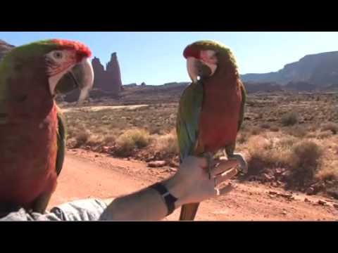 Revisiting Macaws flying at Fisher Towers