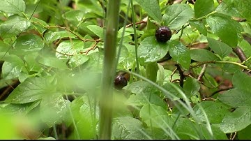 USGS developing special huckleberry program in Montana