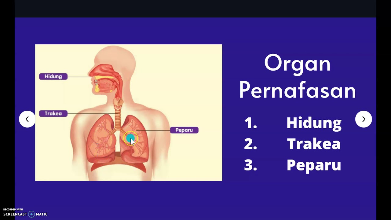 Sains Tahun 4  Organ Pernafasan Manusia  YouTube