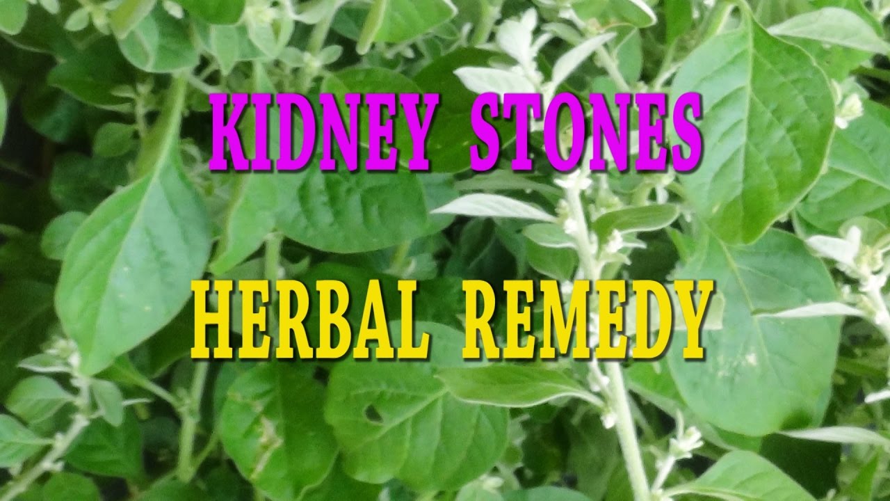 Natural Ayurvedic for kidney Stone Pain YouTube