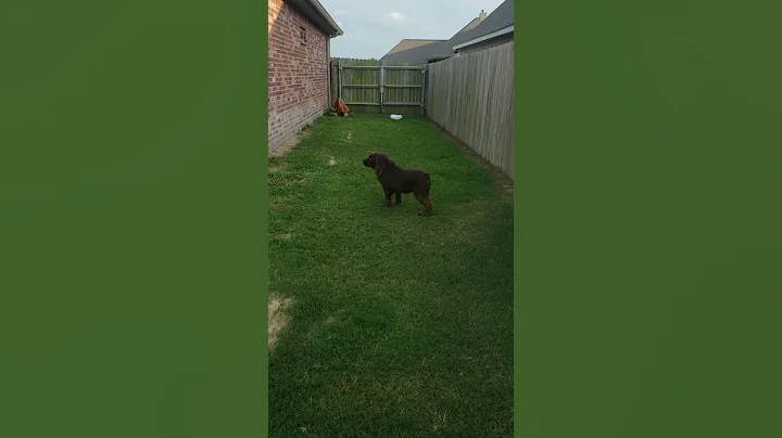 Bruce (Boykin Spaniel) defends the backyard....