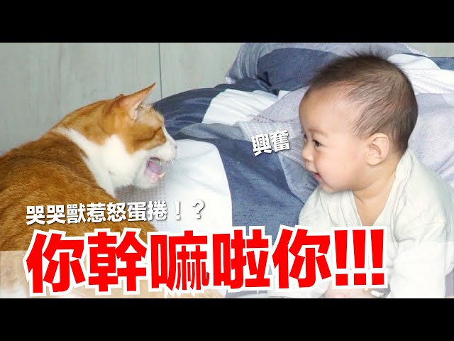 【小貓奴養成記EP14】蕾夢要被貓咪揍啦！哭哭獸惹怒蛋捲！？