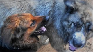 Big Mutts Playing by Irma and Hilda 106 views 2 years ago 4 minutes, 40 seconds