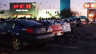 American parking lot retail culture is a slow death... time shit all
over it.