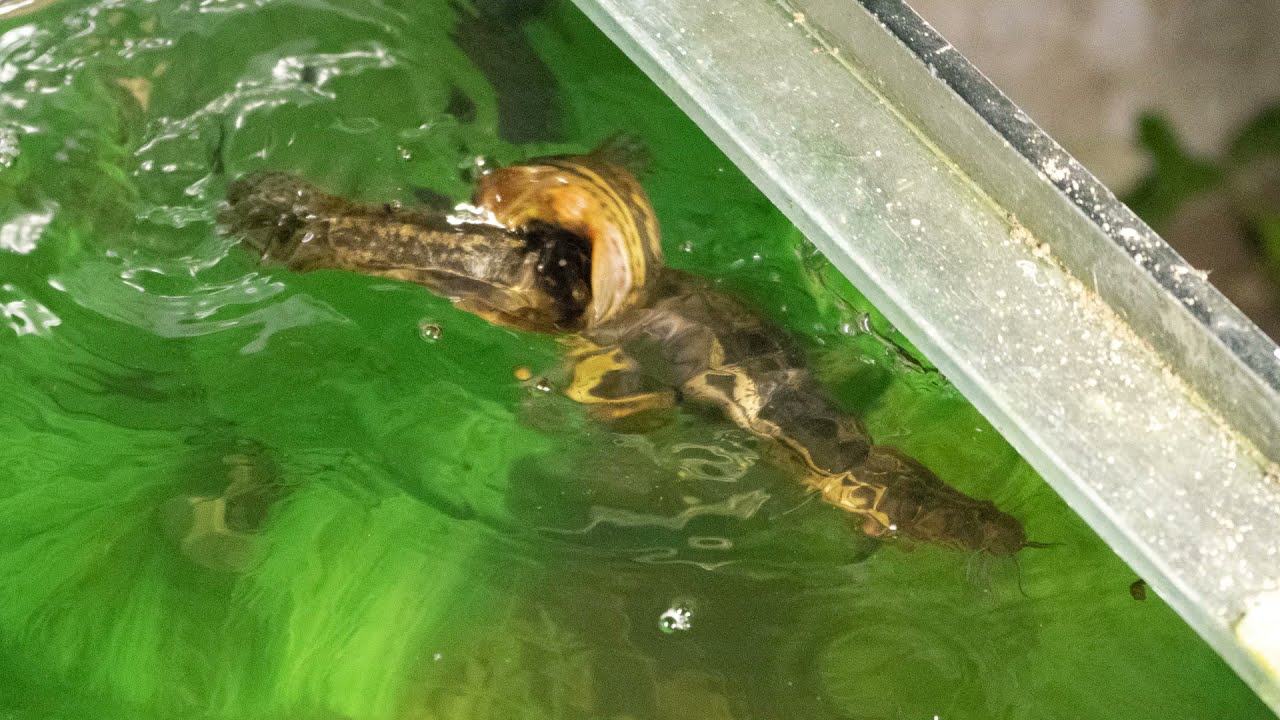 Den sjældne dyndsmerling i leg/Der Schlammpeitzger beim ablaichen/European weather loach spawning.