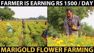 MARIGOLD FLOWER FARMING - This Farmer is earning 1500₹/Day..! Farmers Success Story