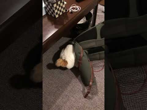 今日パパのリュックで#猫#ボブテイル#三毛はバック好き2