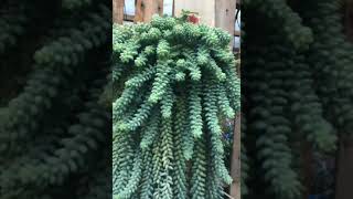 donkeys tail, burro's tail #sedum #succulents