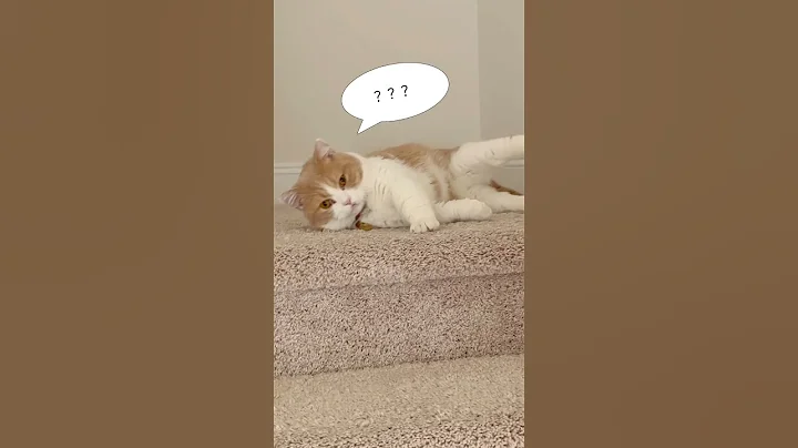 Video 8385101: cats catlover catlife, catlife catlover cute, catlover catlife funny