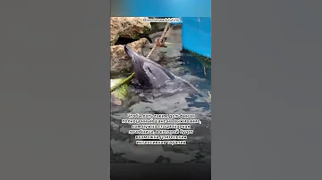 Белобочка Нико — Центр «Безмятежное Море»
