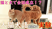 柴犬 犬語翻訳アプリを使って犬と会話してみたら Talk To A Dog Youtube 柴犬 犬語翻訳アプリを使って犬と会話してみたら Talk To A Dog Youtube