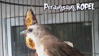 Trucuk muda belajar bunyi ropel panjang