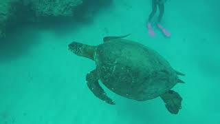 Turtles, Spotted Eagle Rays, Eels, & Octopus in Hawaii