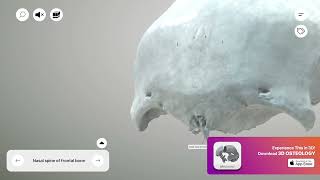 Nasal spine of frontal bone screenshot 5
