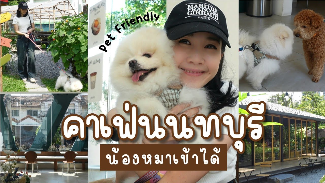 คาเฟ่นนทบุรี น้องหมาเข้าได้ Pet Friendly พาหมาเที่ยว อัพเดท 2025  || NonNunNe : โน่นนั่นนี่