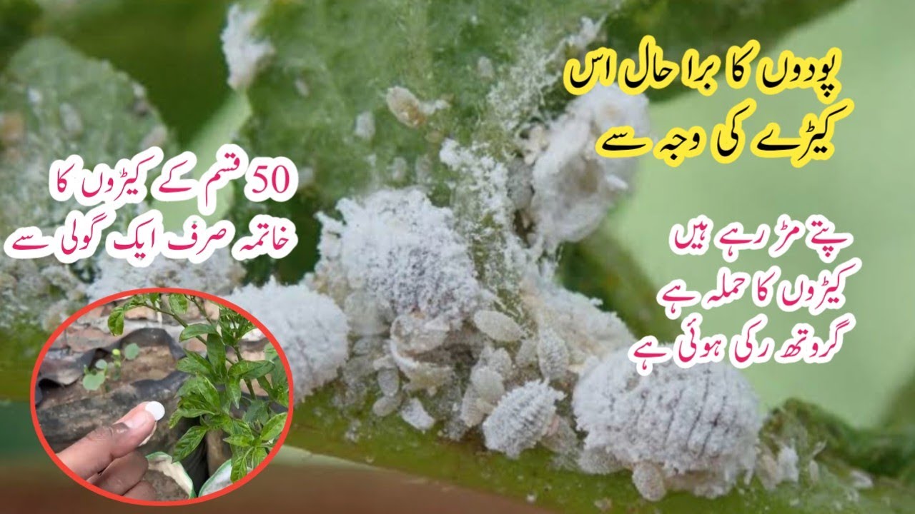 Podon ko kiron se bachane ka asaan tarika || Use one tablet get heavy growth on plants.