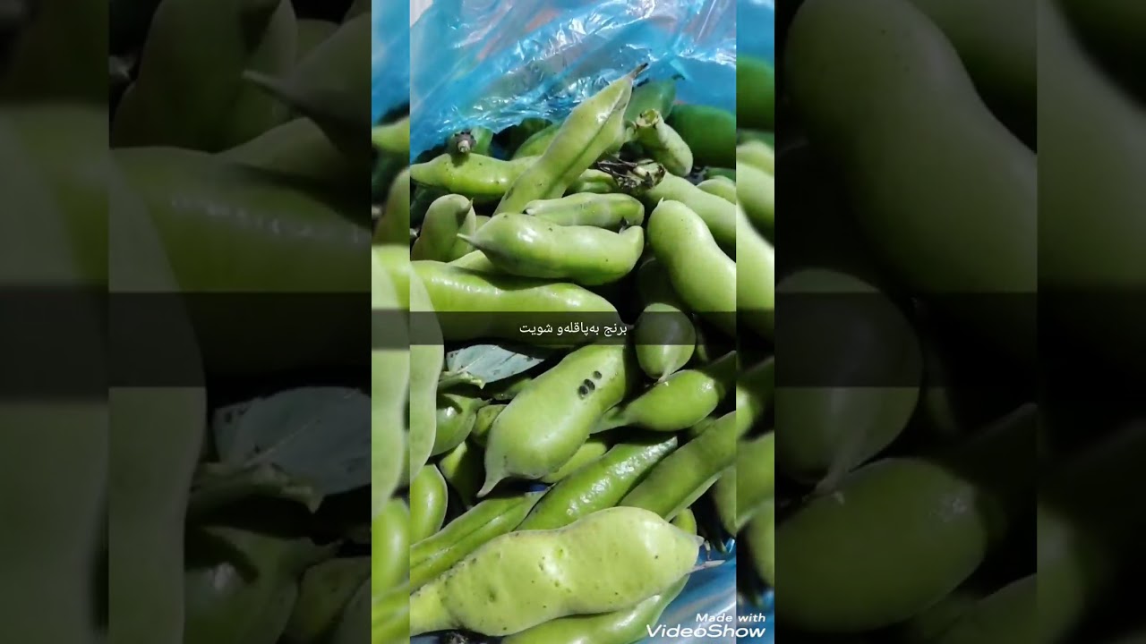 برنج بەپاقلەو شویت یان پڵاوی پاقلەو شویت  لەماڵی دایکمەوە