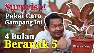 (Eps. 30) Cara Mudah Memperbanyak Anakan Aglaonema, Favoritnya Para Penghobi | Rimawan Vlog