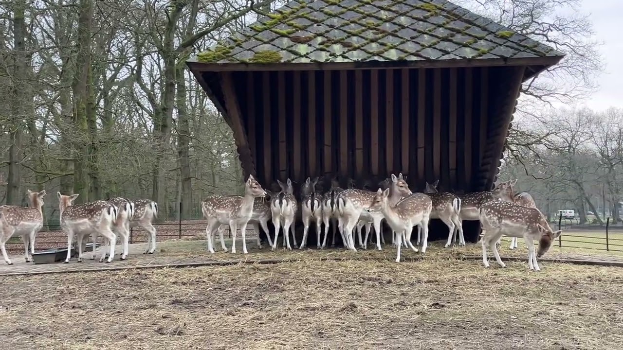 Deerpark Hertenkamp Zeist The Netherlands 20250208 8 february 2025