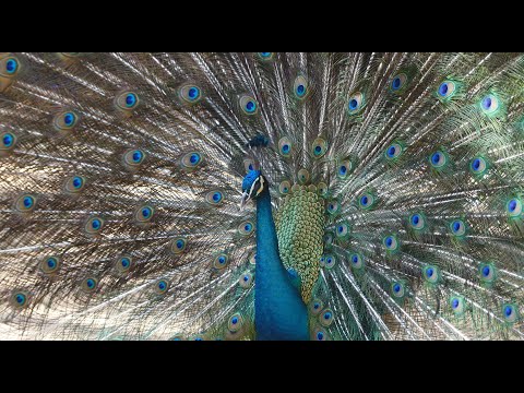 Peacock Video Live Wallpaper Real Peacock Google Play 上的应用 Peacock Video Live Wallpaper Real Peacock Google Play 上的应用