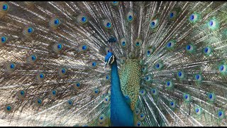 peacock video live wallpaper - real peacock screenshot 1