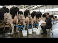 How Milk Is Produced in a World-Class Industrial Dairy Farm