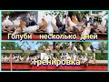 Голуби работа тренировки