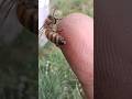 Bee Spins Away Without Leaving Stinger Behind